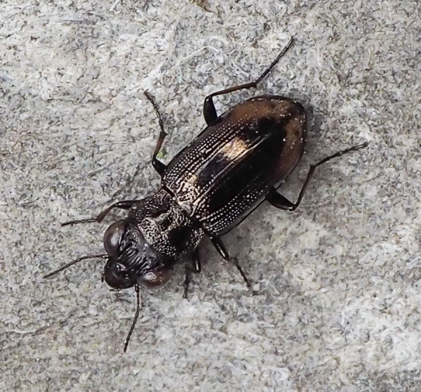 Notiophilus biguttatus