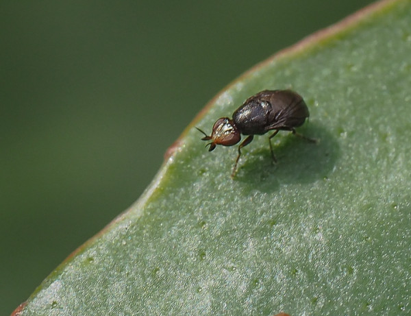 Camarota curvipennis