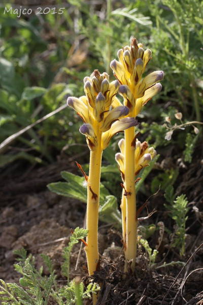 zárazovec piesočný