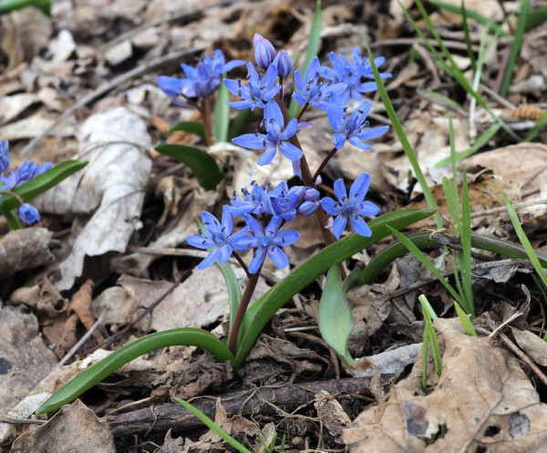 scila severná bukovská