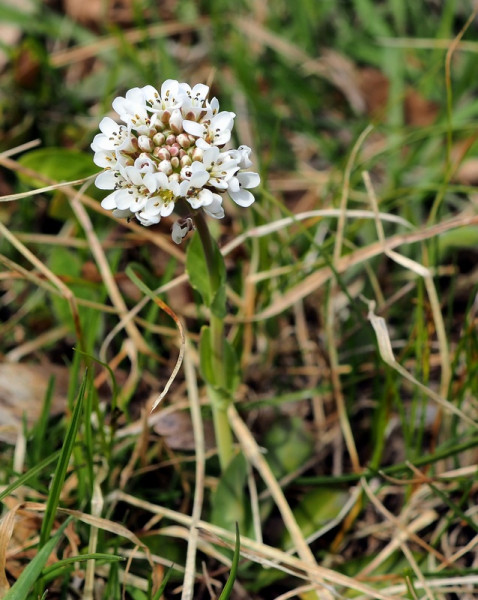 peniažtek modrastý
