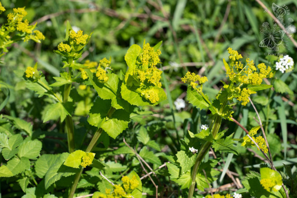 smyrnium prerastenolisté