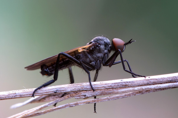 Rhamphomyia sulcata