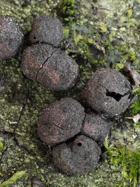 drevovček bukový / dřevomor červený