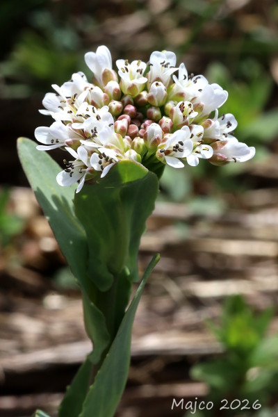 peniažtek modrastý tatranský