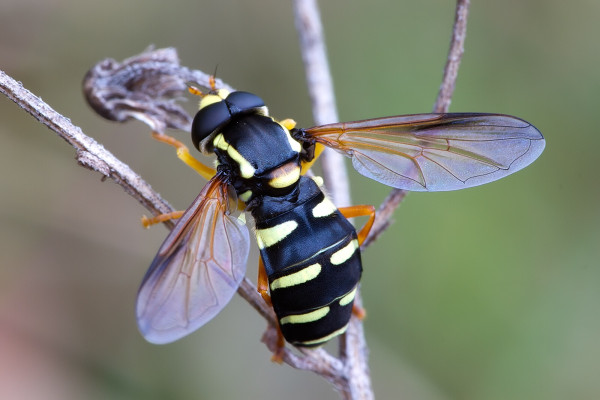 Philhelius citrofasciata