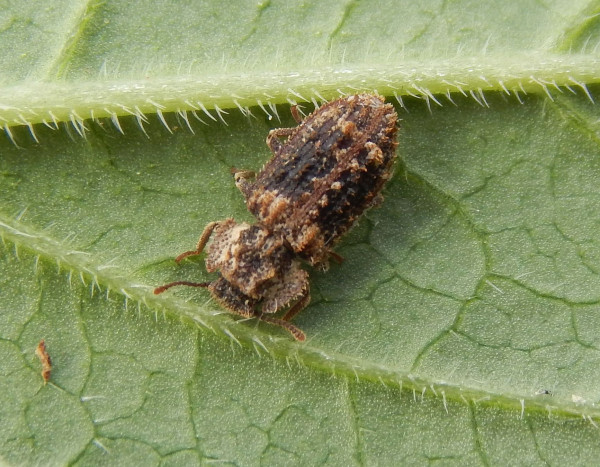 Endophloeus marcovichianus