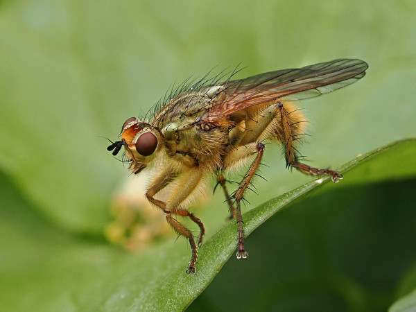 Scathophaga stercoraria