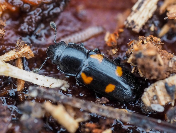 Glischrochilus quadripunctatus