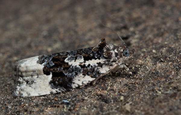 obaľovač listnáčový