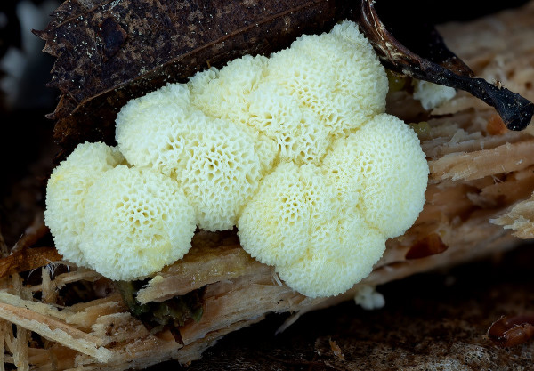 rohačka kríčkovitá v. pórovitá