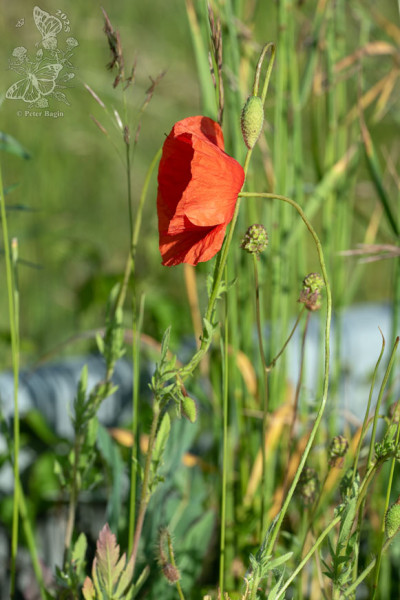 mak vlčí štetinatý