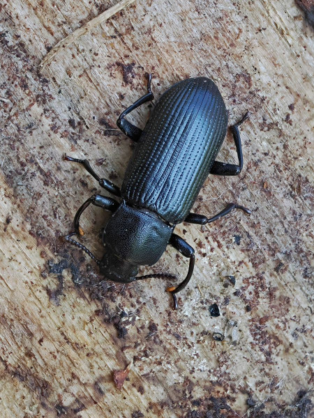 Menephilus cylindricus