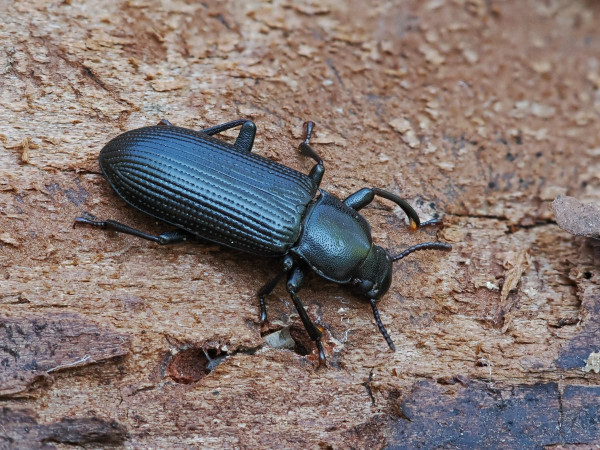 Menephilus cylindricus