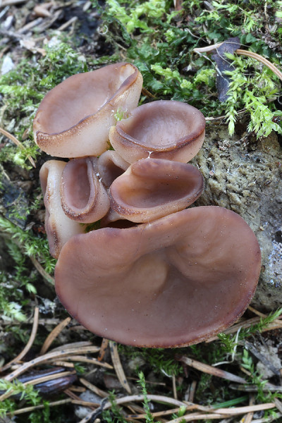 discinka hnedá / destice chřapáčová