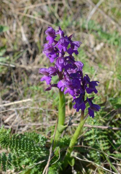 červenohlav obyčajný