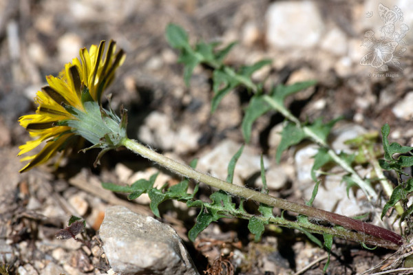 púpava západoslovenská