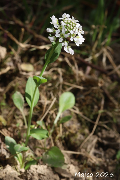 peniažtek modrastý pravý