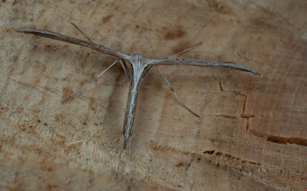 pierkavec pupencový