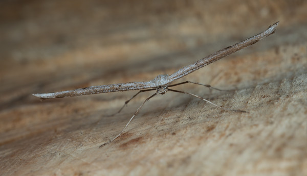 pierkavec pupencový