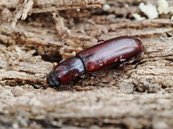 Corticeus unicolor