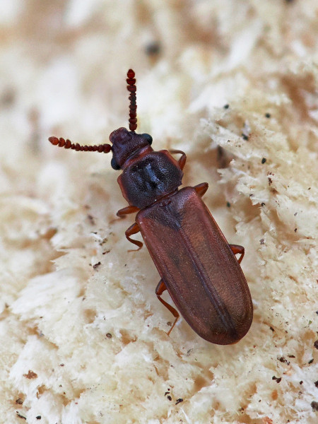 Pediacus dermestoides