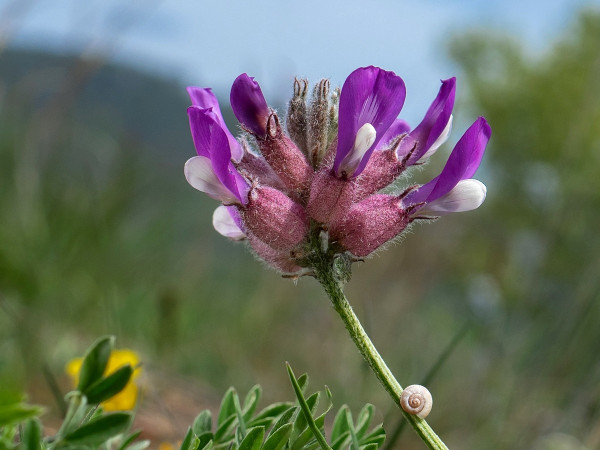kozinec mechúrikatý belavý