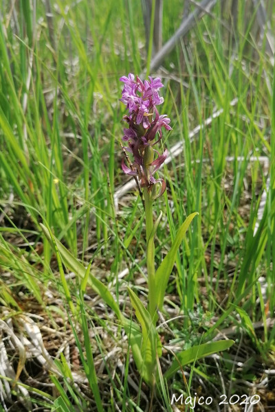 vstavačovec strmolistý pravý