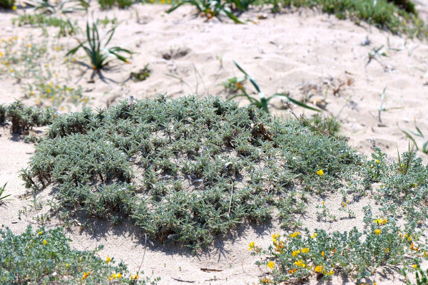 Astragalus thermensis