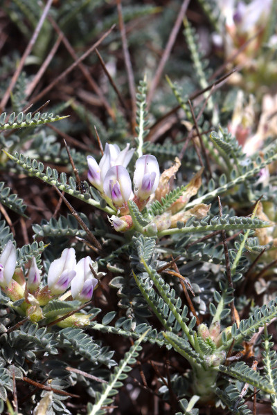 Astragalus thermensis