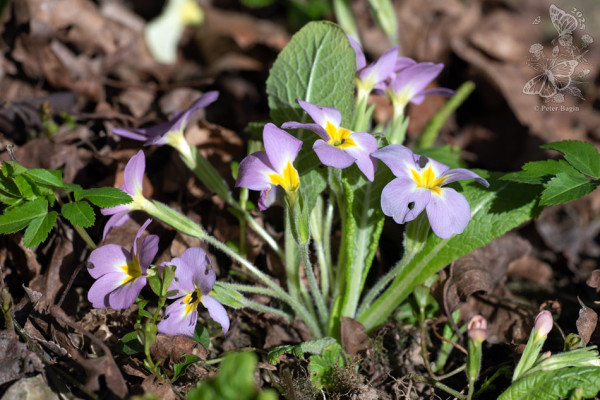 prvosienka bezbyľová ázijská