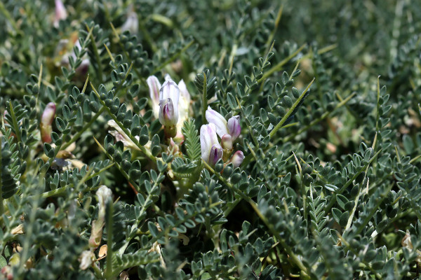 Astragalus terraccianoi