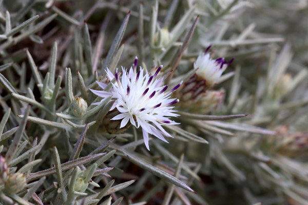 Centaurea horrida
