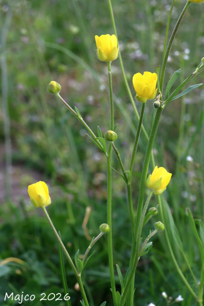 iskerník odnožený