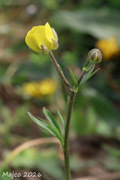 iskerník odnožený
