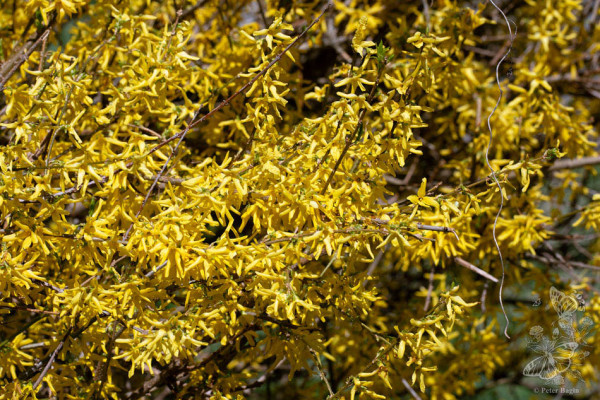 zlatovka previsnutá