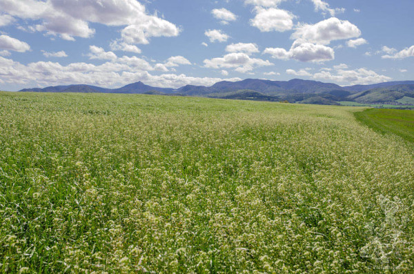 kapsička pastierska