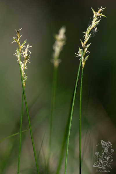 ostrica traslicovitá
