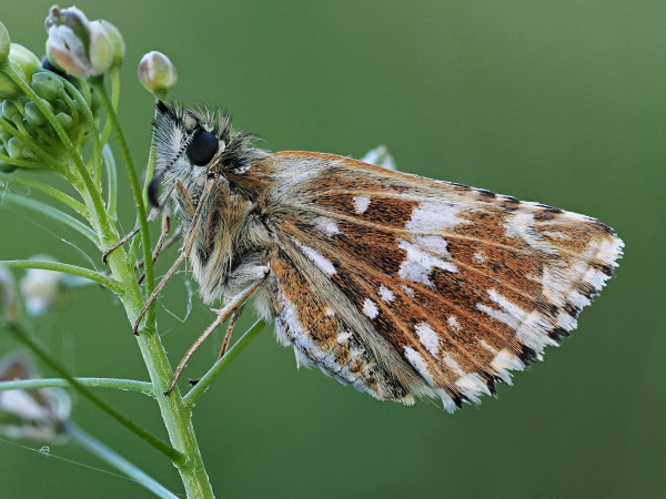 súmračník jahodový