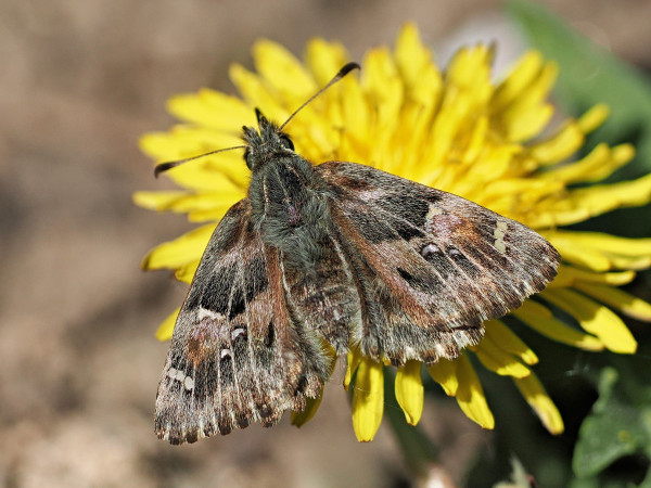 súmračník slezový