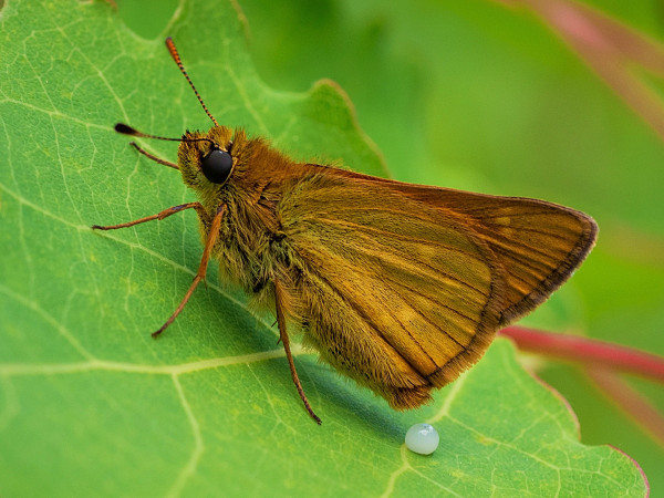 súmračník hrdzavý