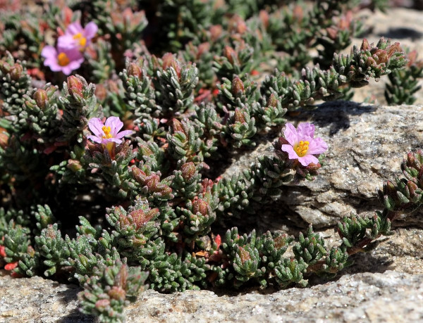 Frankenia laevis