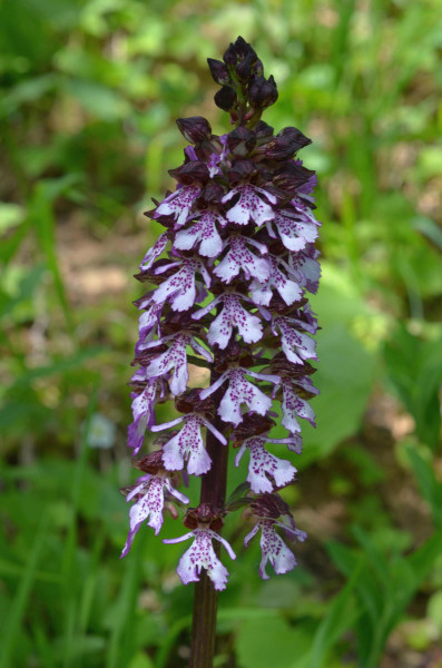 vstavač purpurový