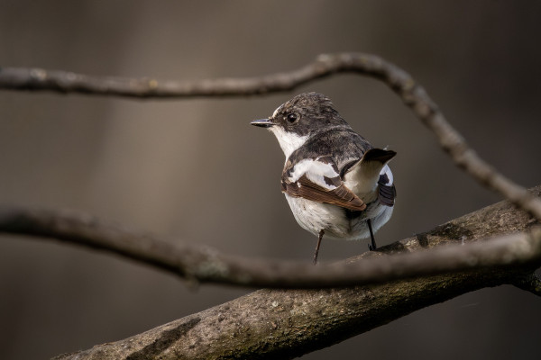 muchárik čiernohlavý