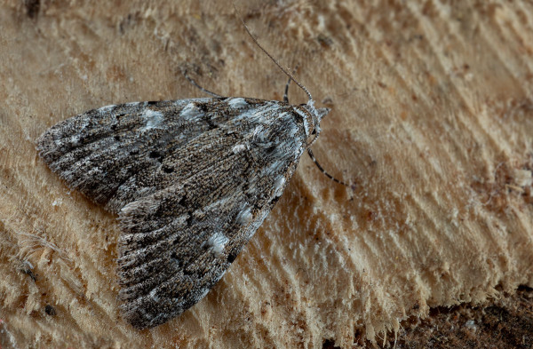 drobnička brusnicová