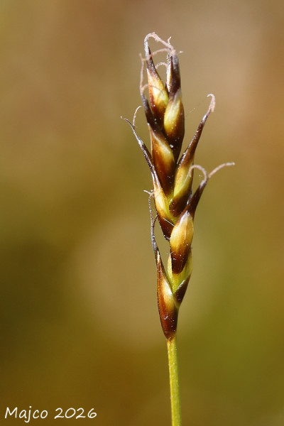 ostrica dvojdomá