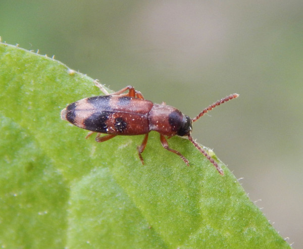 Notoxus bifasciatus