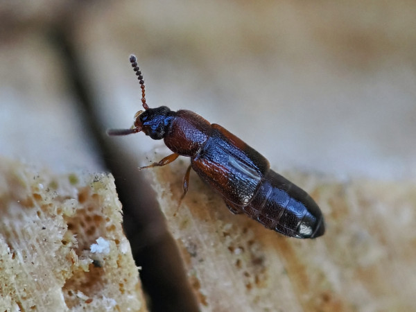 Dropephylla ioptera