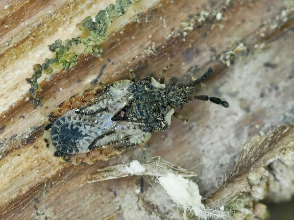 Aradus depressus