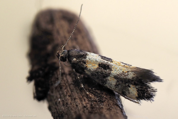 psota javorová